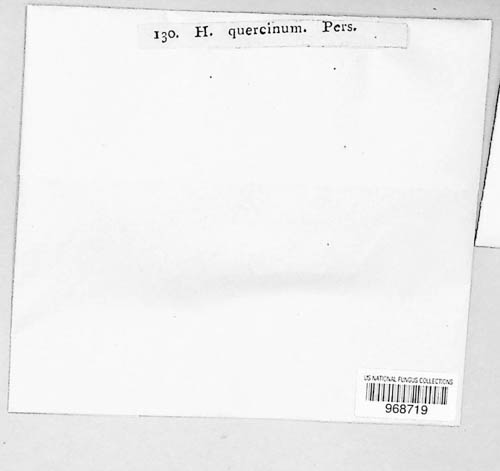 Colpoma quercinum image